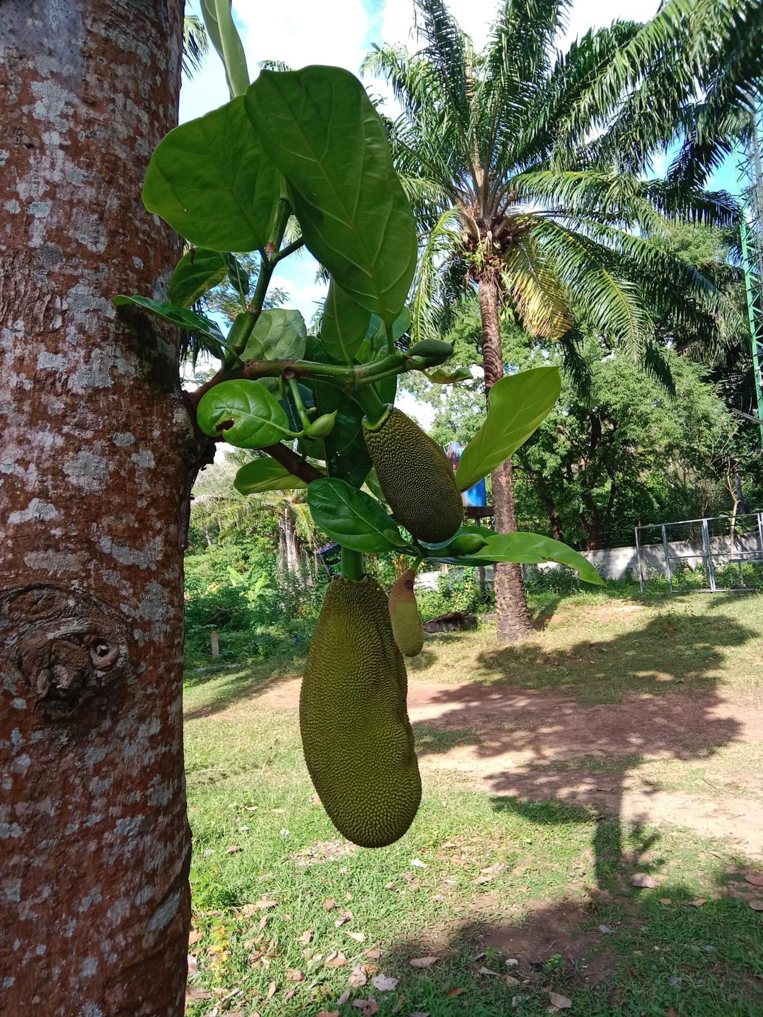 Hotel Som Palmgarden Ko Lanta Exteriér fotografie