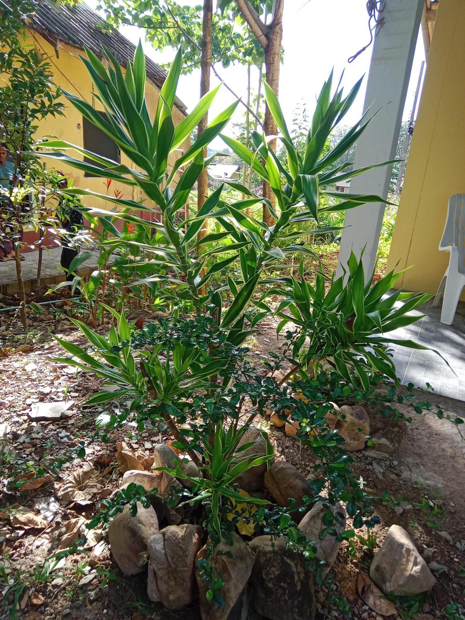 Hotel Som Palmgarden Ko Lanta Exteriér fotografie